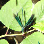 Dragon Fly page